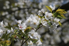 家の近くの桜