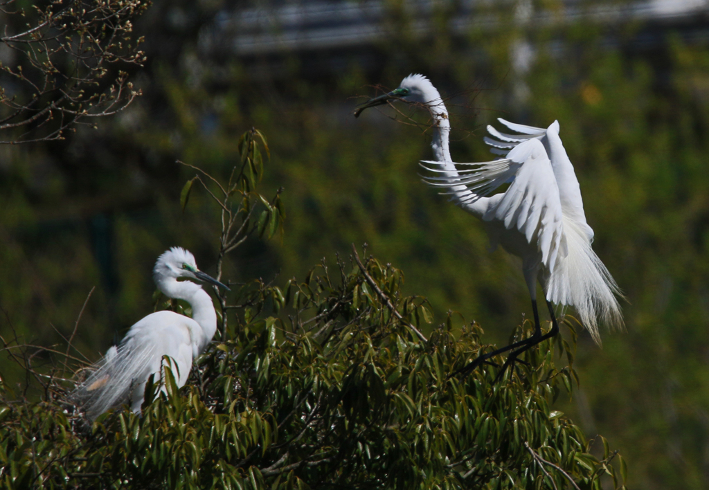 サギのコロニーの様子