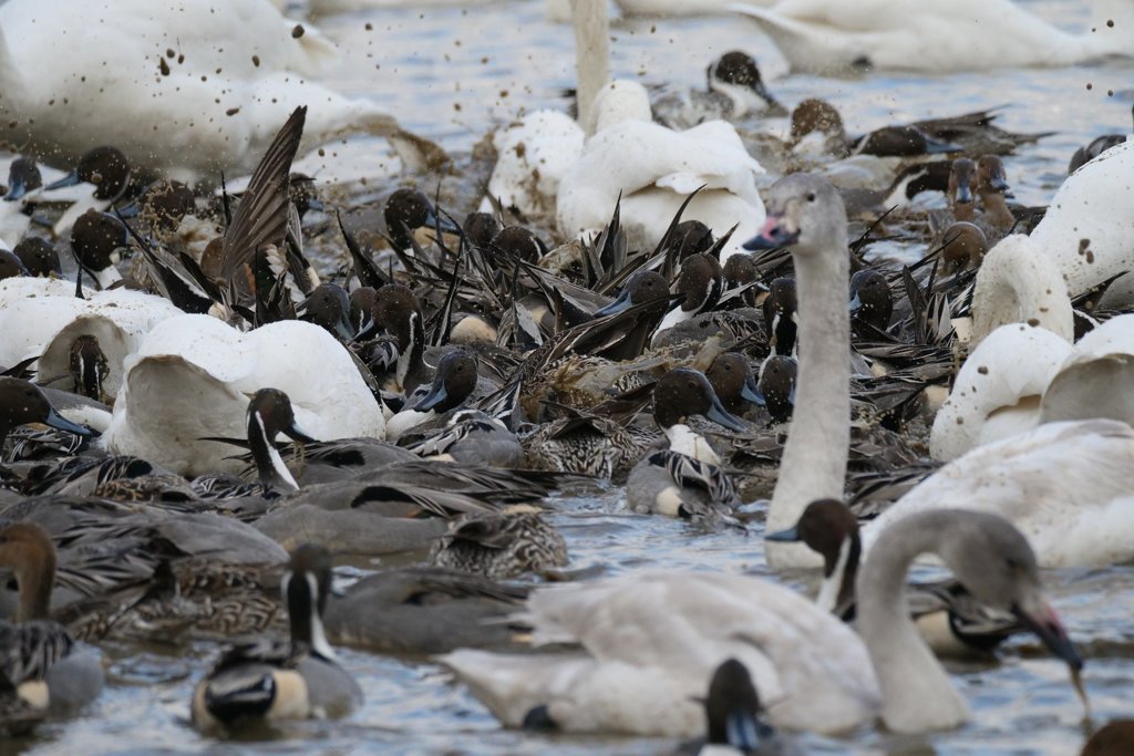 印西市本埜の白鳥