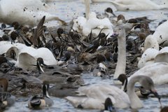 印西市本埜の白鳥