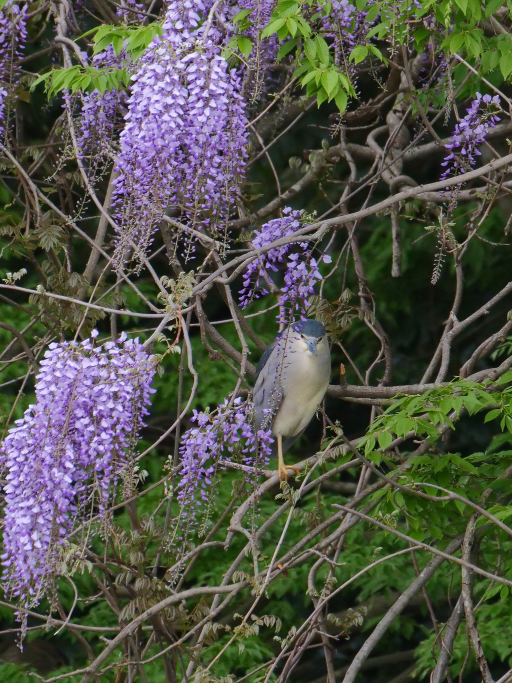 サギのコロニ-の様子