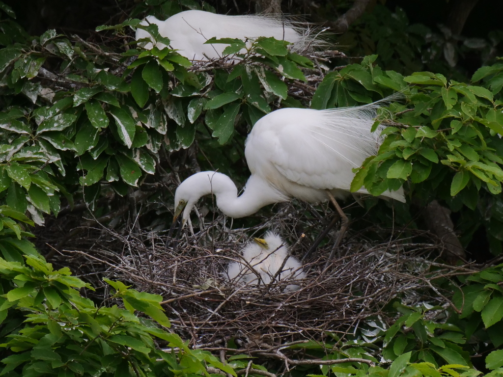 サギのコロニ-の様子