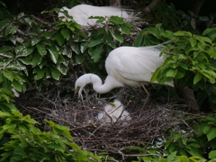 サギのコロニ-の様子