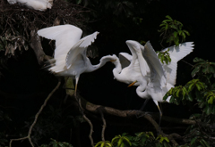 サギのコロニ-の様子