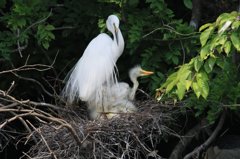 サギのコロニ-の様子