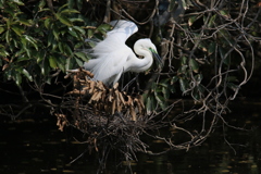 サギのコロニ-の様子