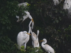 サギのコロニ-の様子