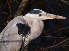坂月川沿い散歩