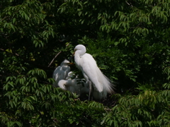 サギのコロニ-の様子