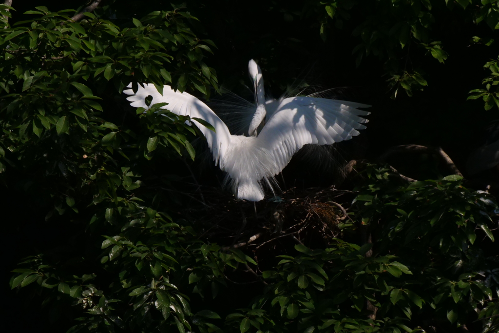 サギのコロニ-の様子