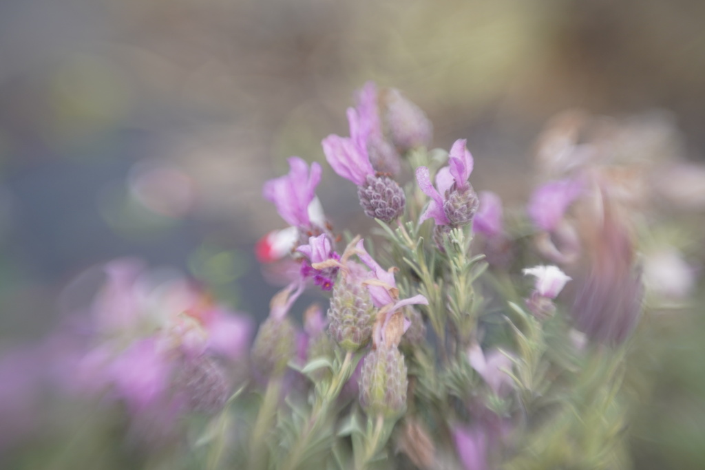 Lensbaby ダブルグラス