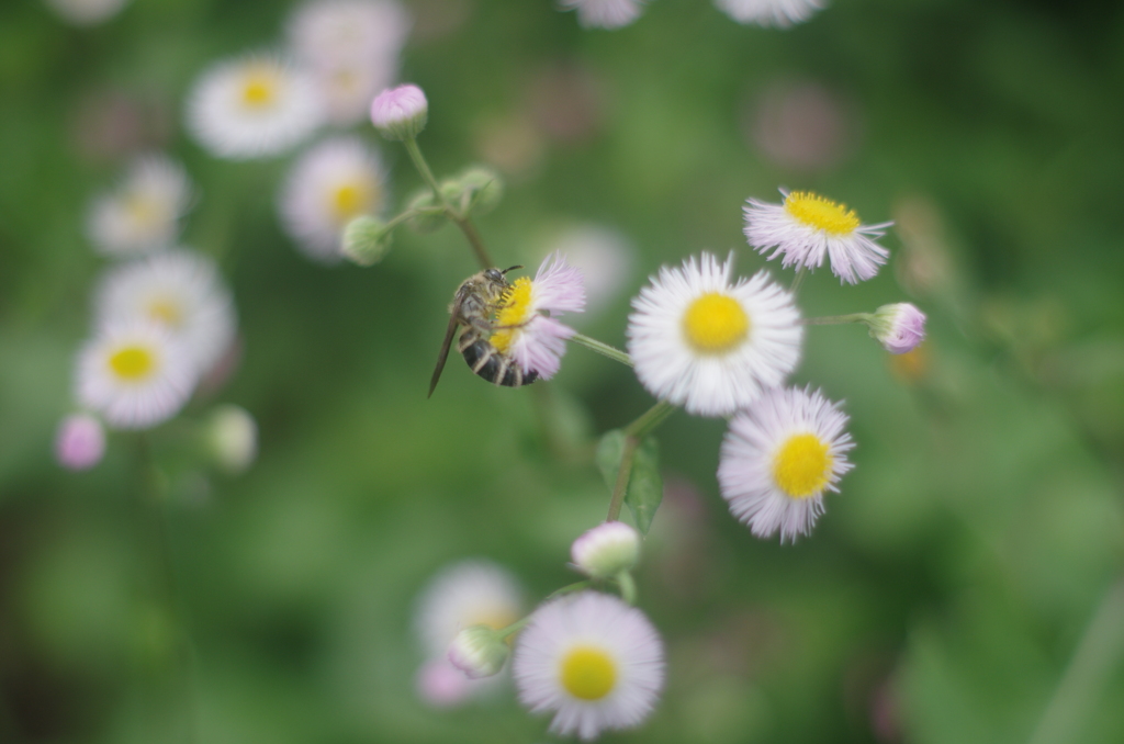 PENTAX-M 50mm F1.4