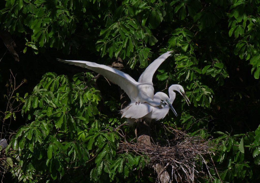 サギのコロニ-の様子