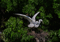 サギのコロニ-の様子