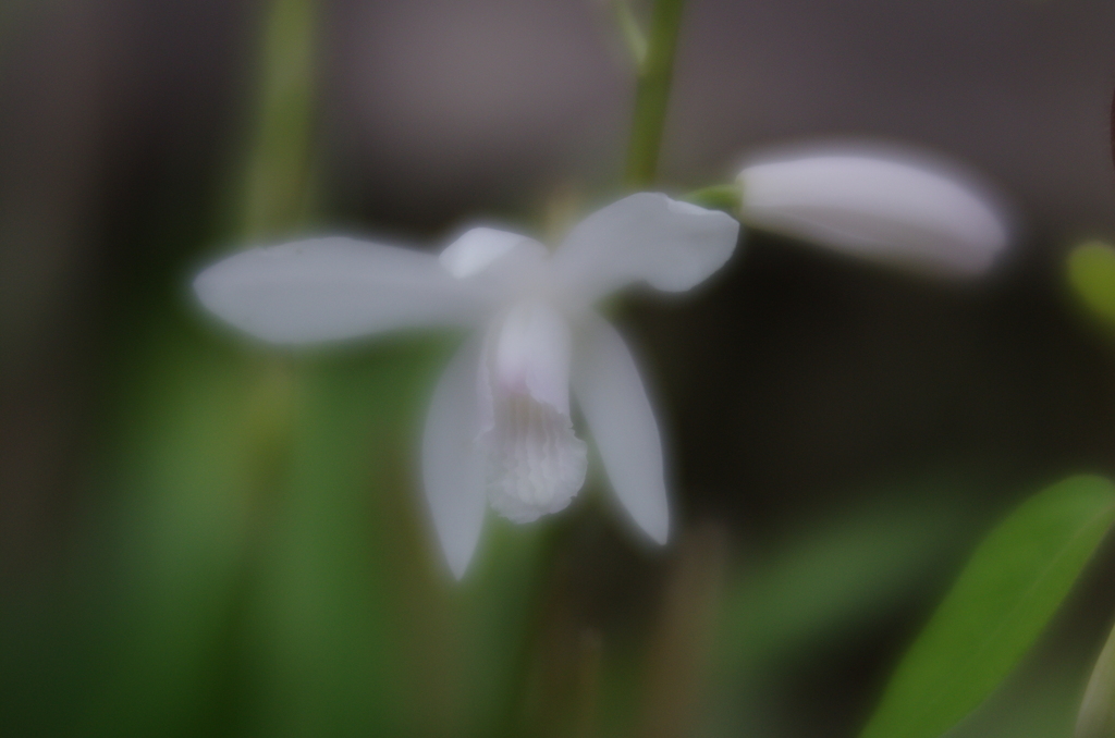 Lensbaby  Velvet 56