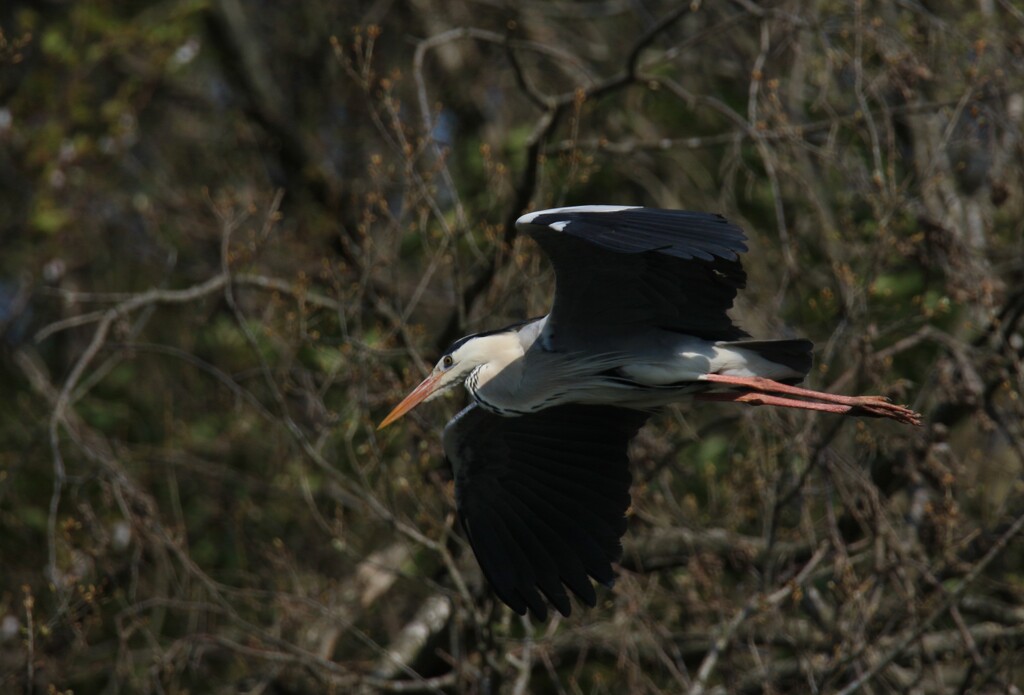 サギのコロニーの様子