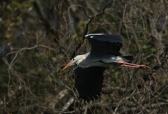 サギのコロニーの様子