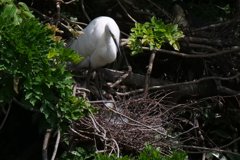 サギのコロニ-の様子