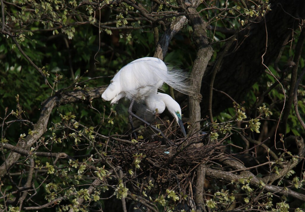サギのコロニーの様子