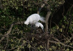 サギのコロニーの様子