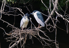サギのコロニ-の様子