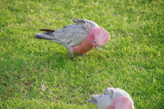 インコ