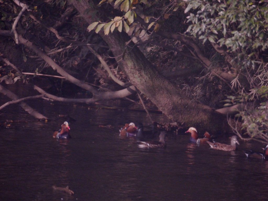 SIGMA 　600ｍｍ　ミラーレンズ