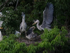 サギのコロニ-の様子