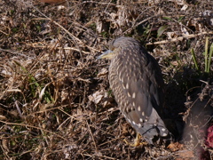 サギのコロニ-の様子