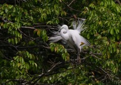 サギのコロニ-の様子