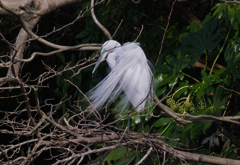 サギのコロニ-の様子