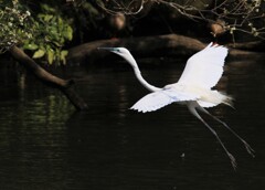 サギのコロニーの様子