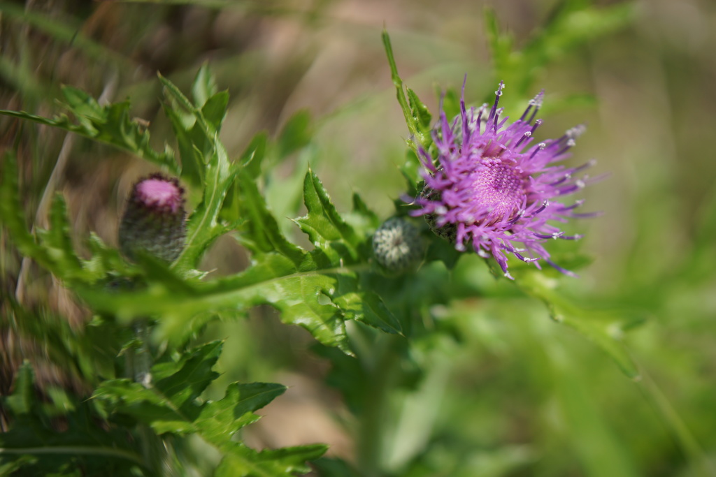 LENSBABY Twist60