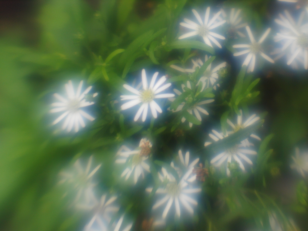 LENSBABY   シングルグラス試写