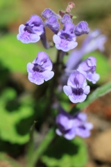 Micro Nikkor 55mm