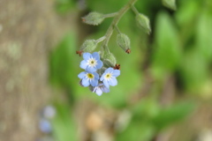 もうすぐ桜