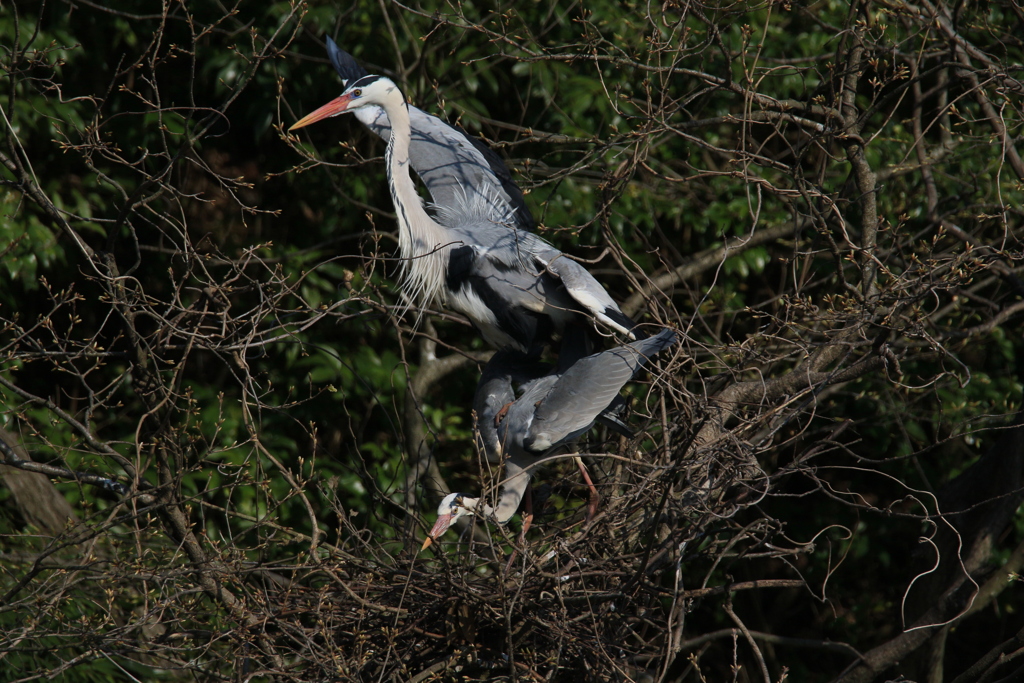 サギのコロニーの様子