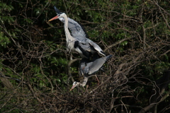 サギのコロニーの様子