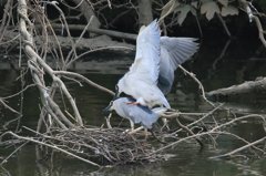 サギのコロニ-の様子
