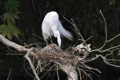 サギのコロニ-の様子