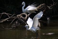 サギのコロニ-の様子