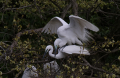 サギのコロニ-の様子