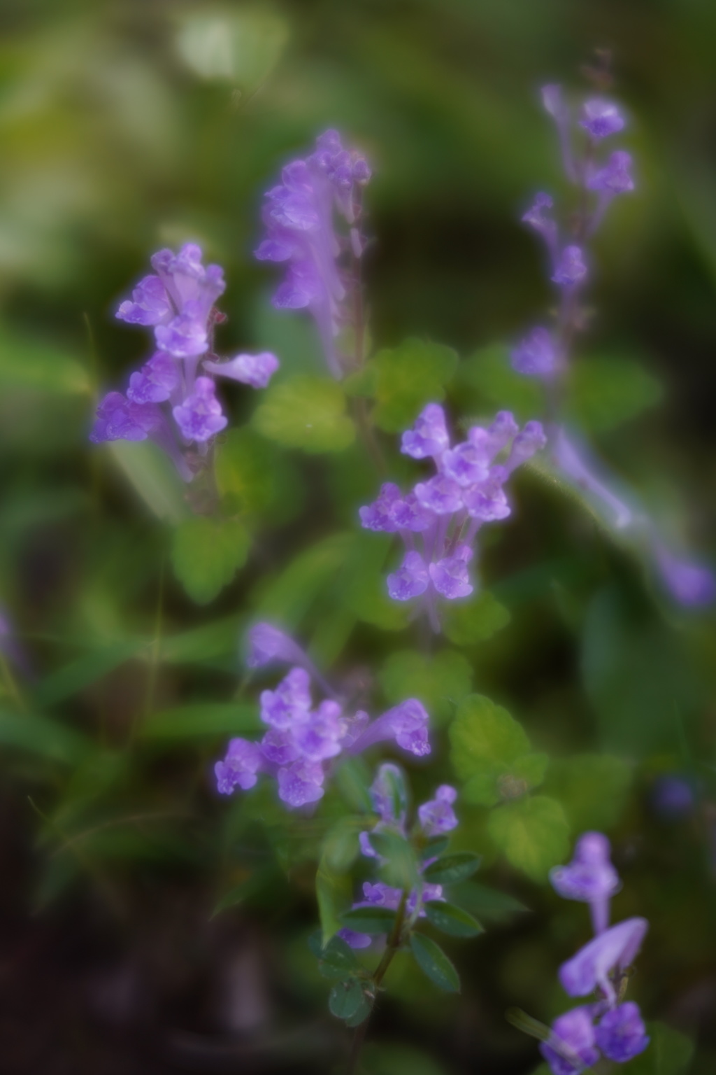 LENSBABY ベルベット56