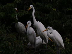 サギのコロニ-の様子