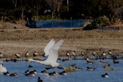 印西市本埜の白鳥