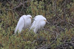 サギのコロニ-の様子