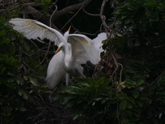 サギのコロニ-の様子