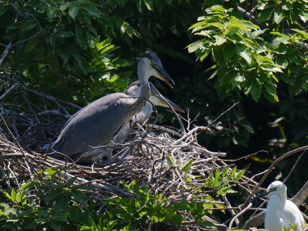 サギのコロニ-の様子