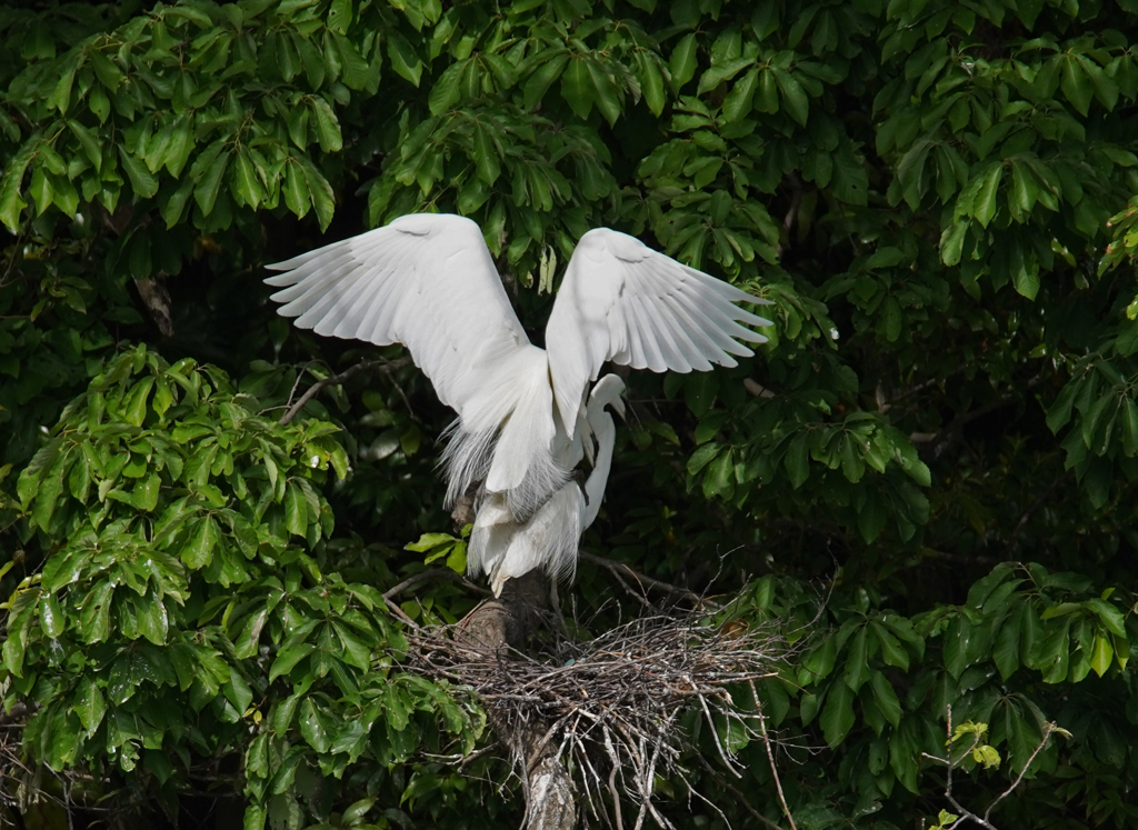サギのコロニ-の様子