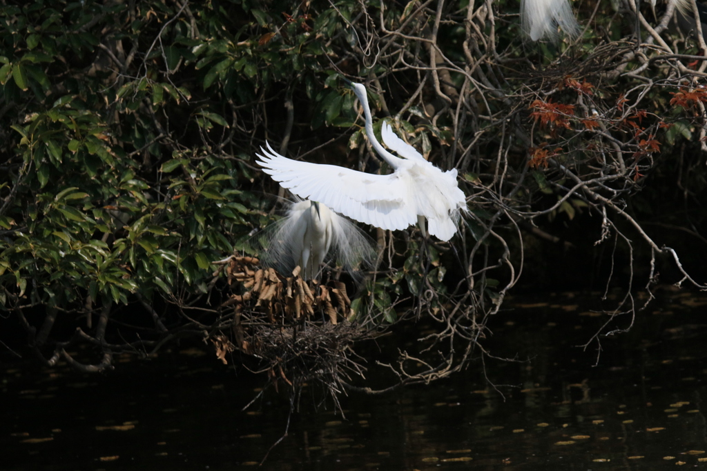 サギのコロニ-の様子